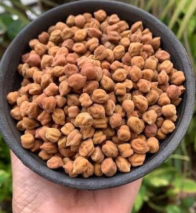 chana black A+